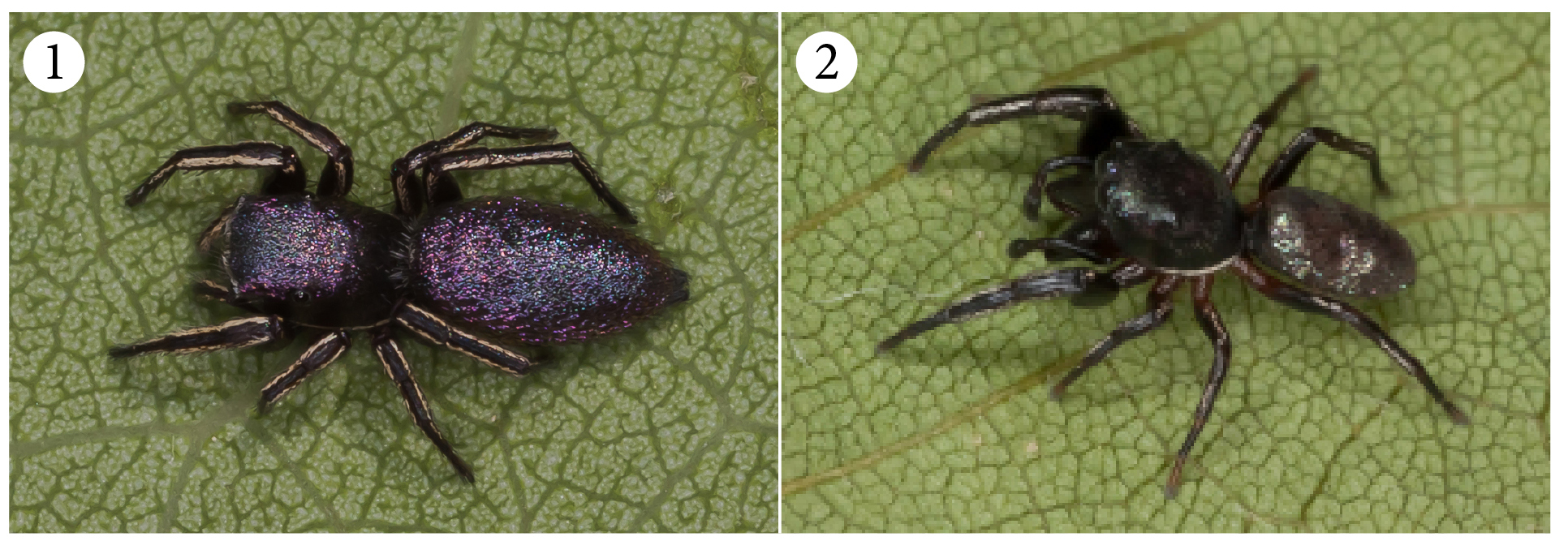 Découverte de Tutelina elegans (Hentz 1846) au Québec (Araneae