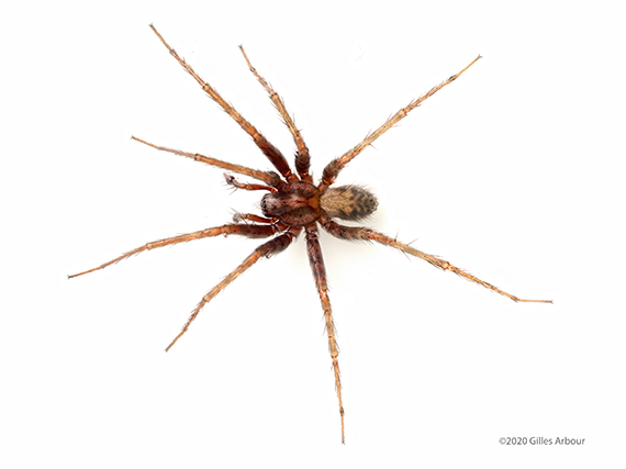 Tegenaria domestica ()