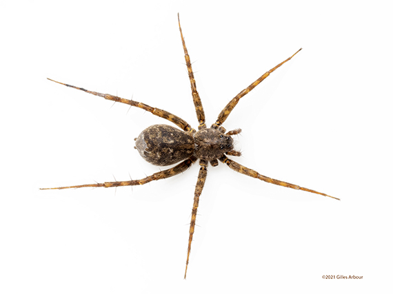 Pardosa lapidicina ()