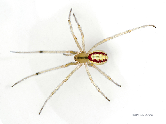 Enoplognatha ovata ()