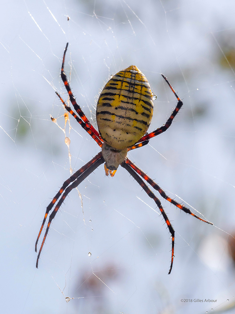 Argiope trifasciata ()