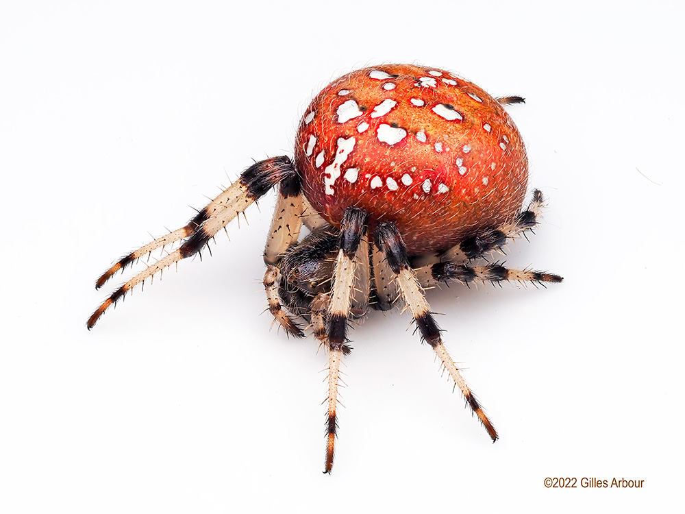 Araneus trifolium ()| NatureWeb.com