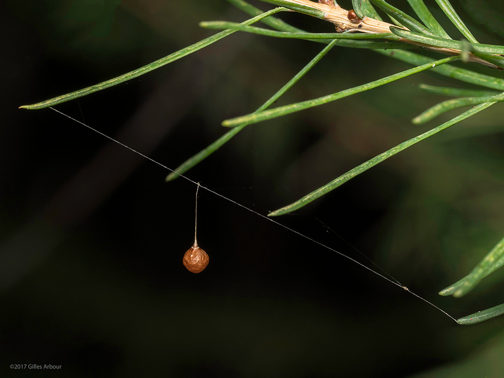 Theridiosoma gemmosum ()