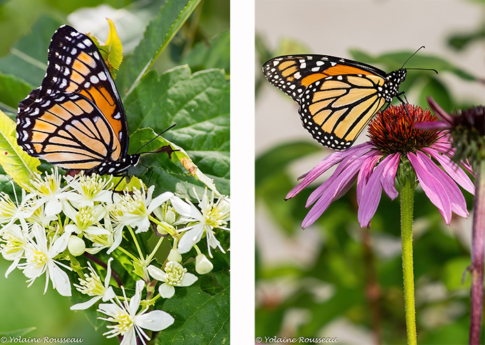 L’Émergence du Papillon Monarque | NatureWeb.com