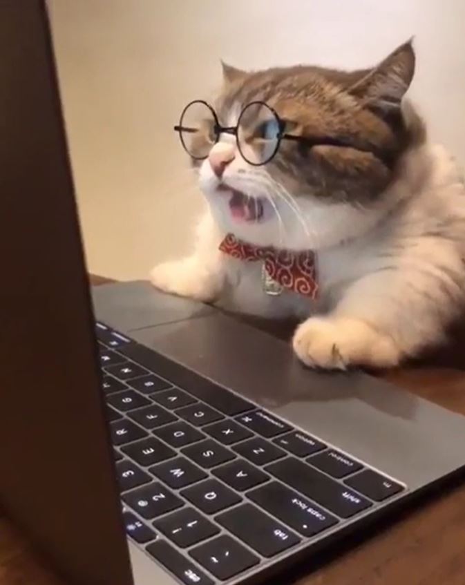 chat heureux devant un ordinateur