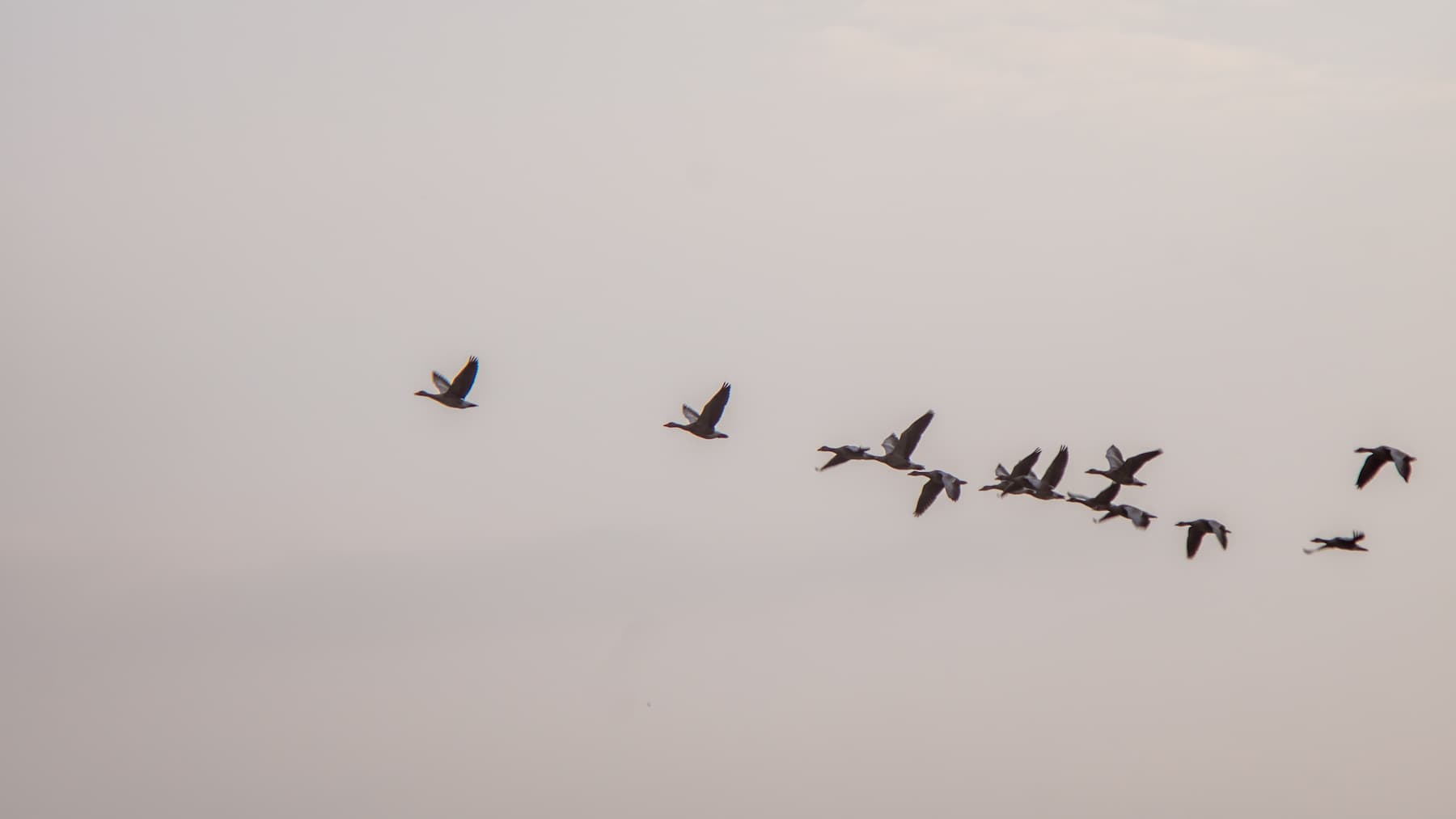 Migrations animales perturbées du fait du réchauffement climatique