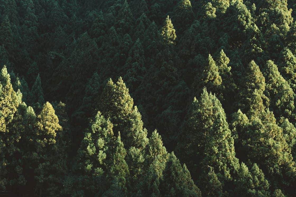une forêt
