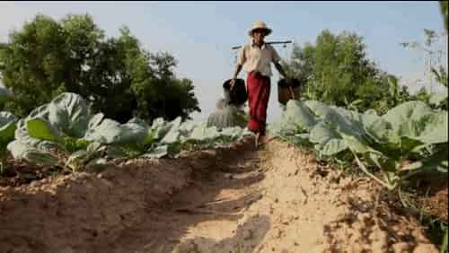 un homme utilise une technique low-tech pour arroser son champs