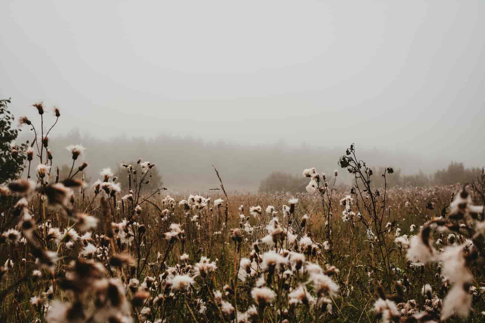 cotton field