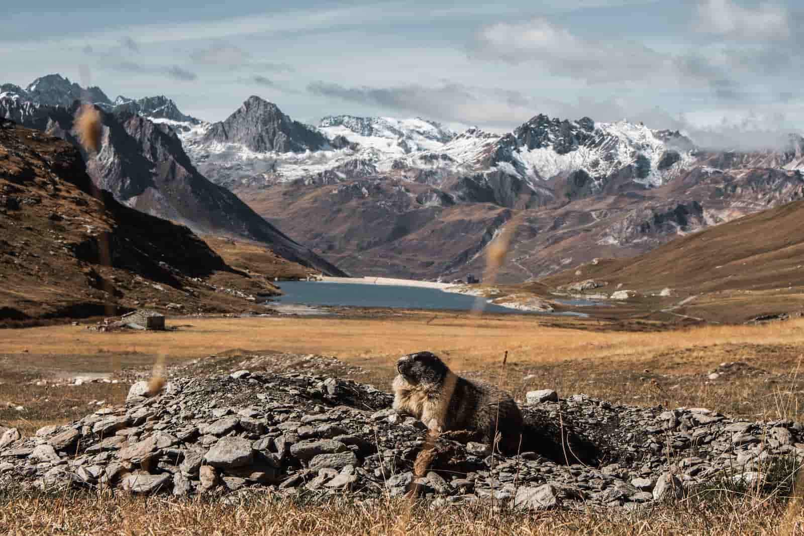 Une marmotte dans les Alpes