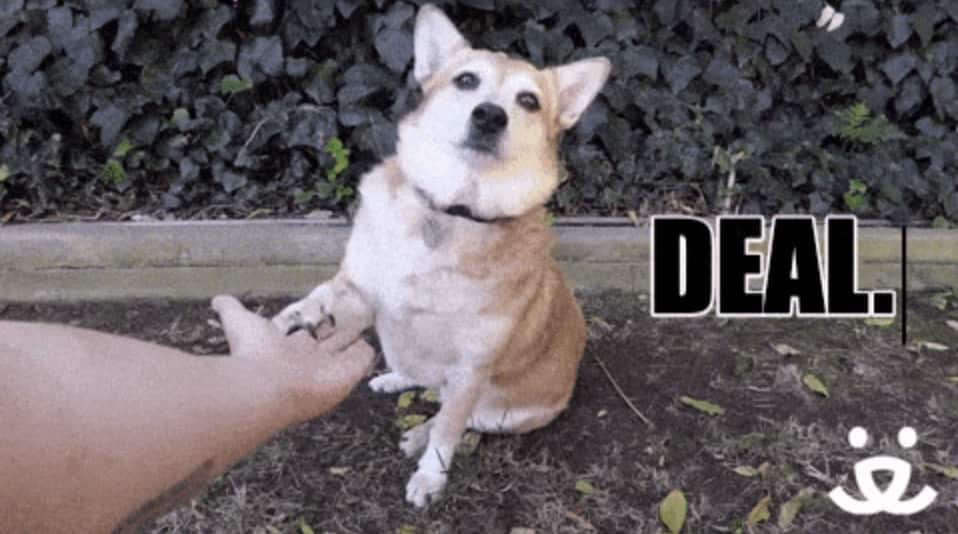 un chien donne la pate et il y a marqué "deal.".