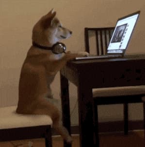 chien sur un ordinateur