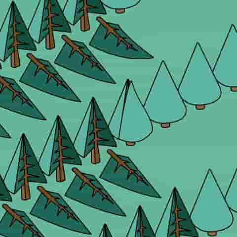 deforestation