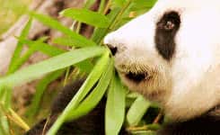 un panda mange du bambou