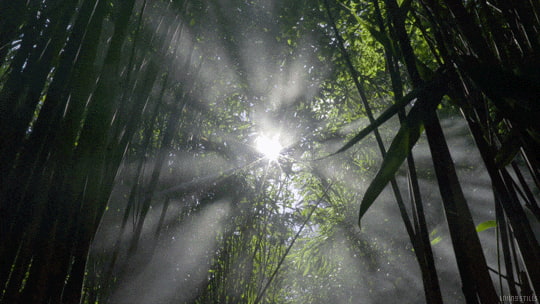 forêt de bambou