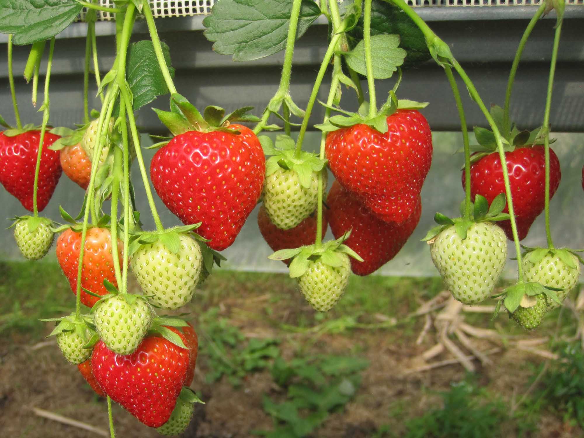 Strawberry yields doubled in controlled environments