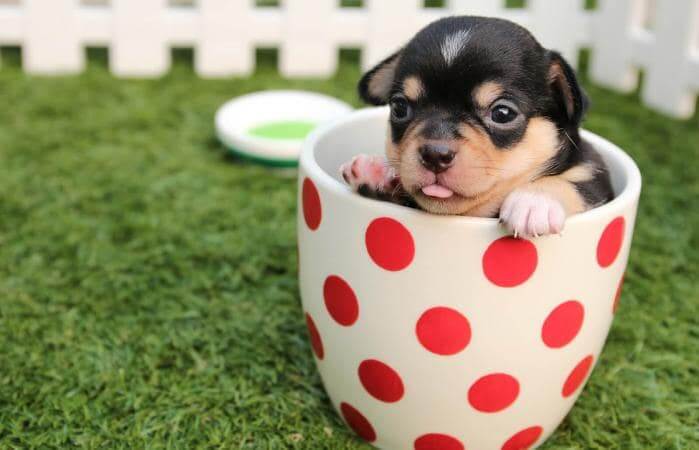 pet industry loyalty programs