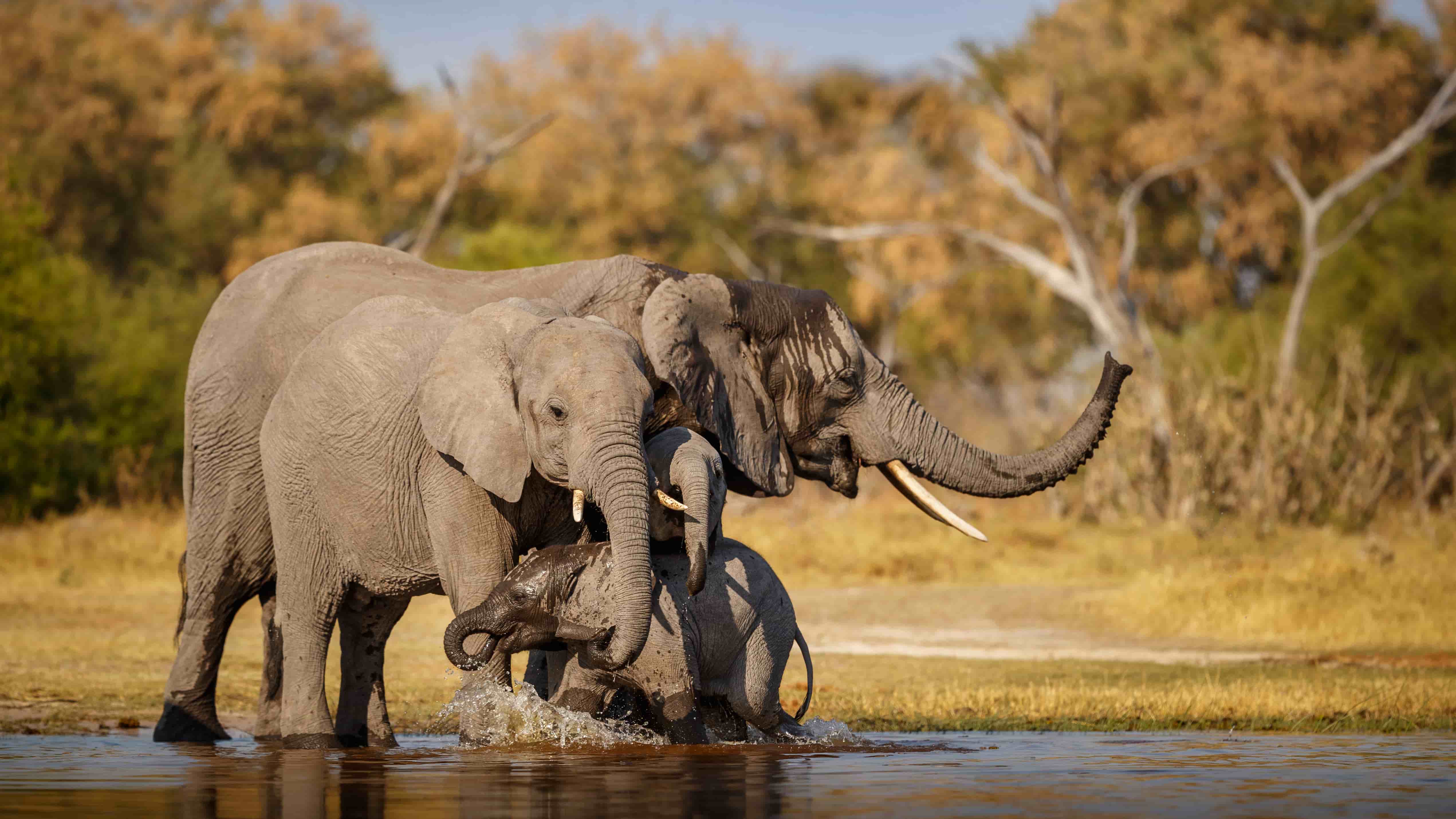An image of elephants bathing with their babies