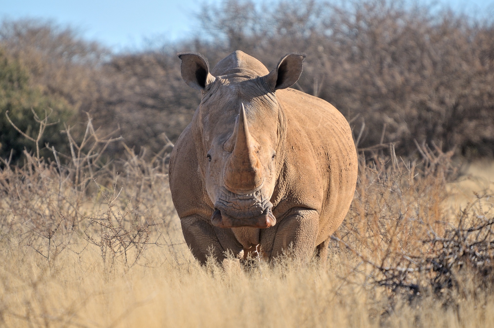 A rhino standing in the bush felt