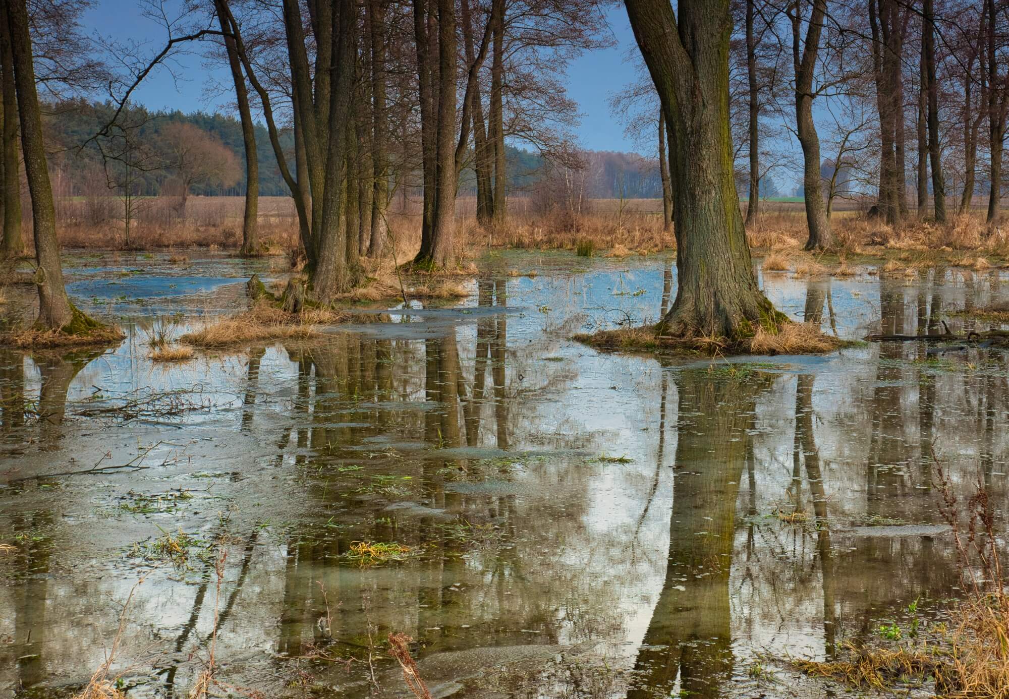 A flooded forest
