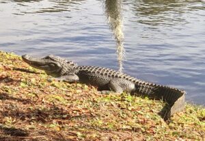 hilton head - low country - fall 2021