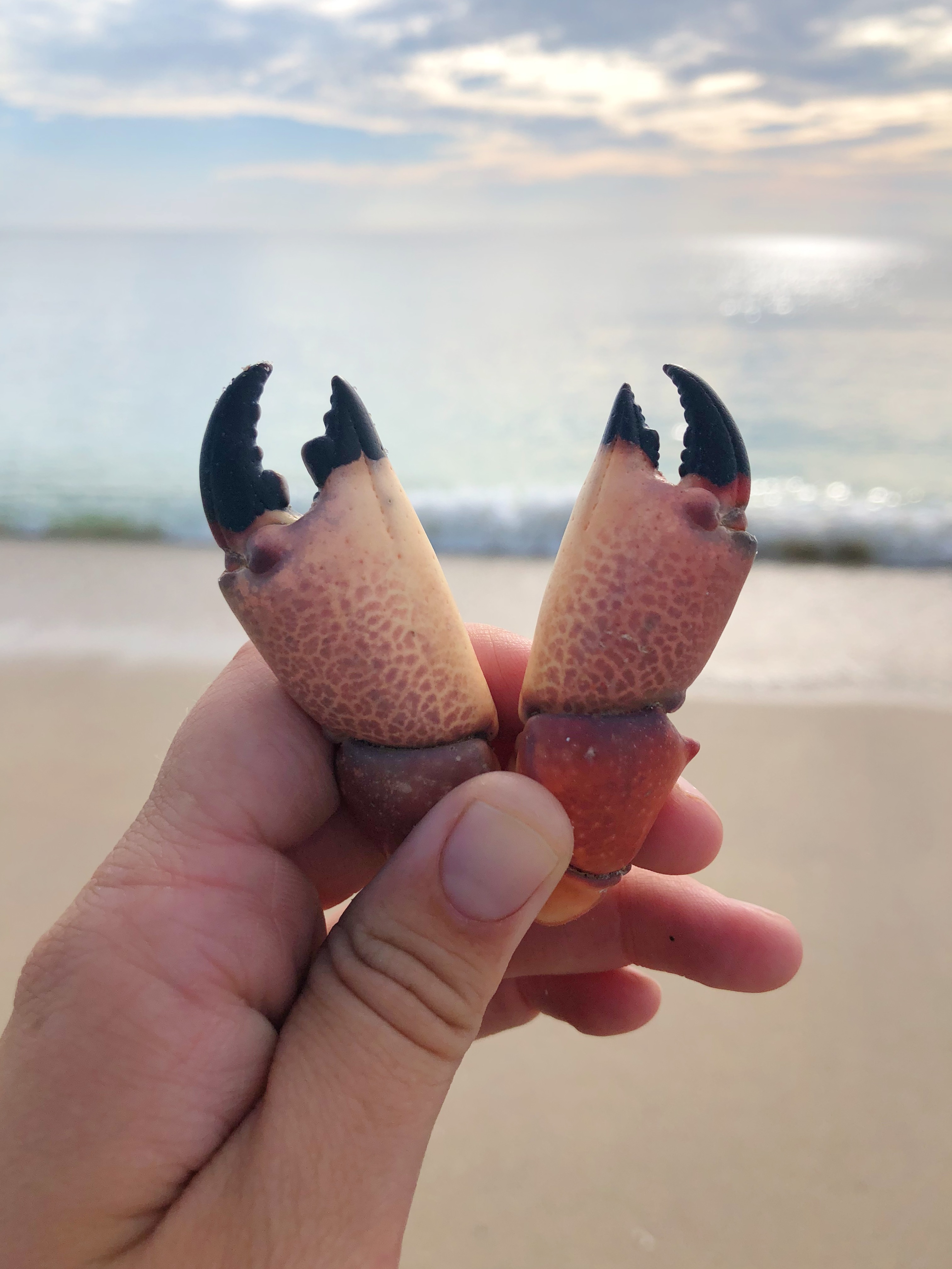 Maryland Blue Crabs vs Florida Stone Crabs This or That Marinalife