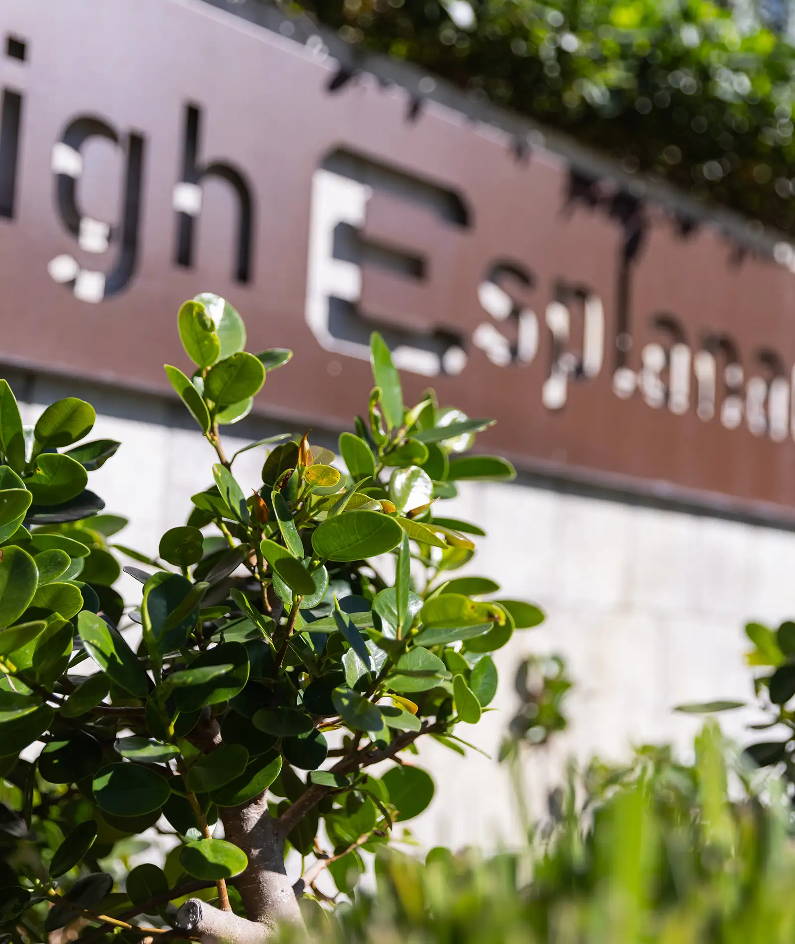 Burleigh Esplanade Brooke's Blooms