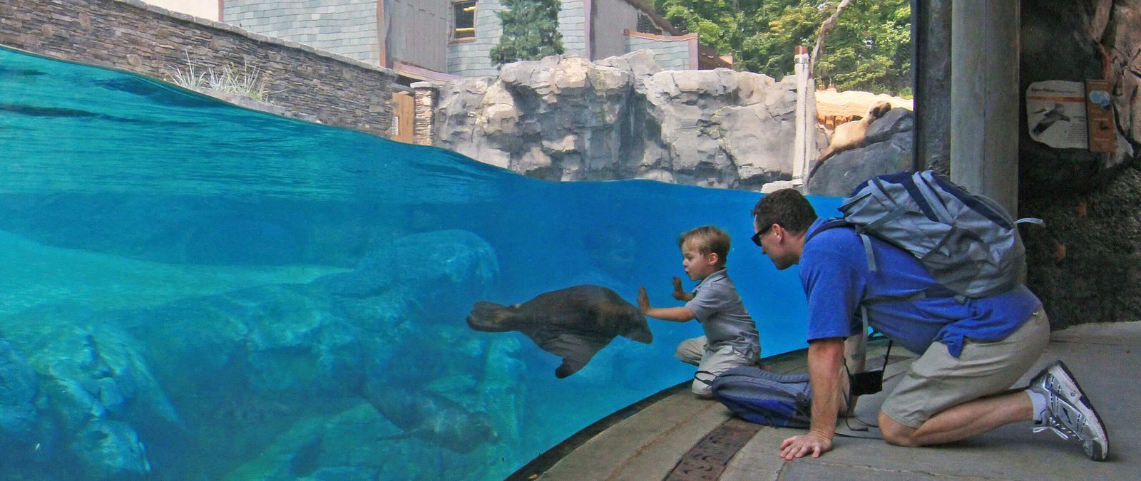 Seal and Sea Lion on American Trail Washington, DC Cultural Design