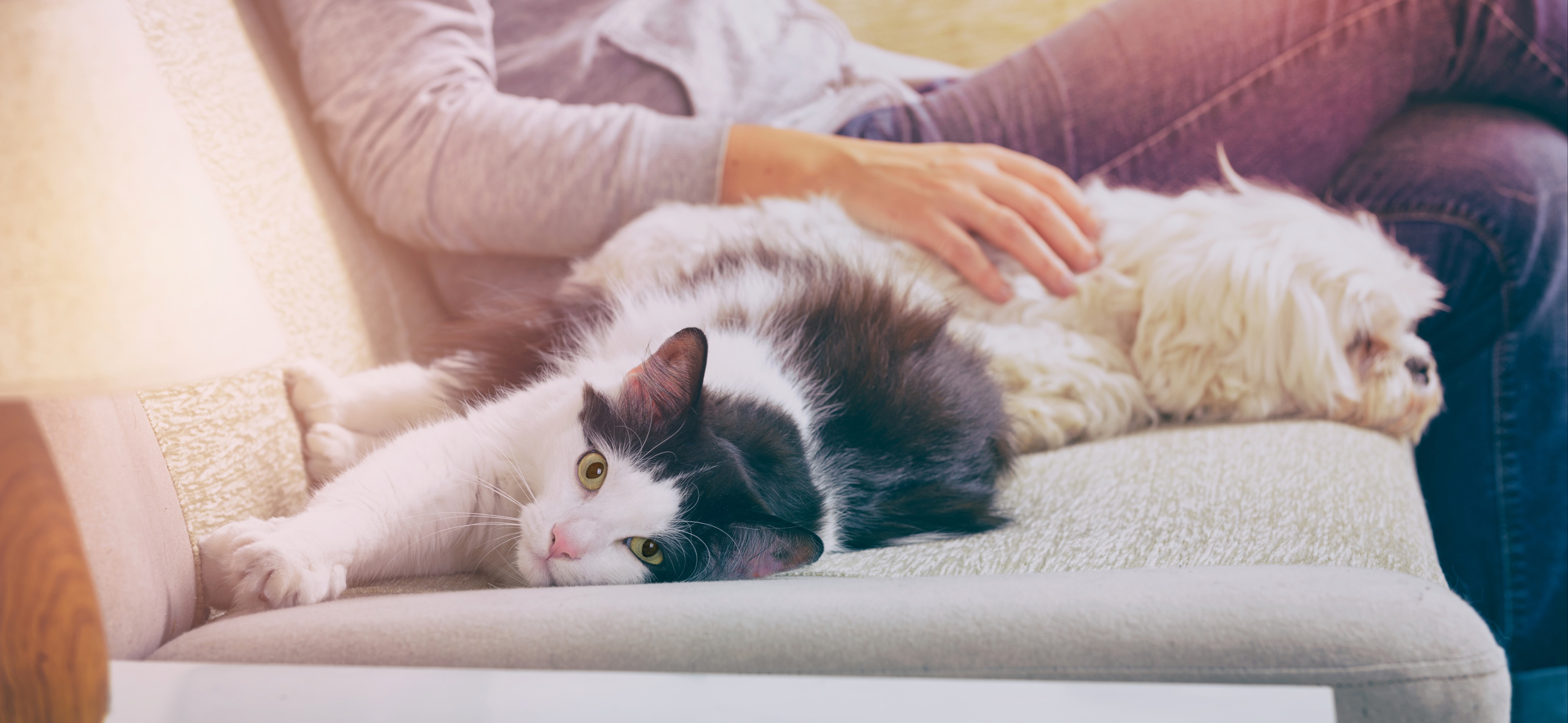 Pros And Cons Of A Pet Friendly Airbnb Hometime