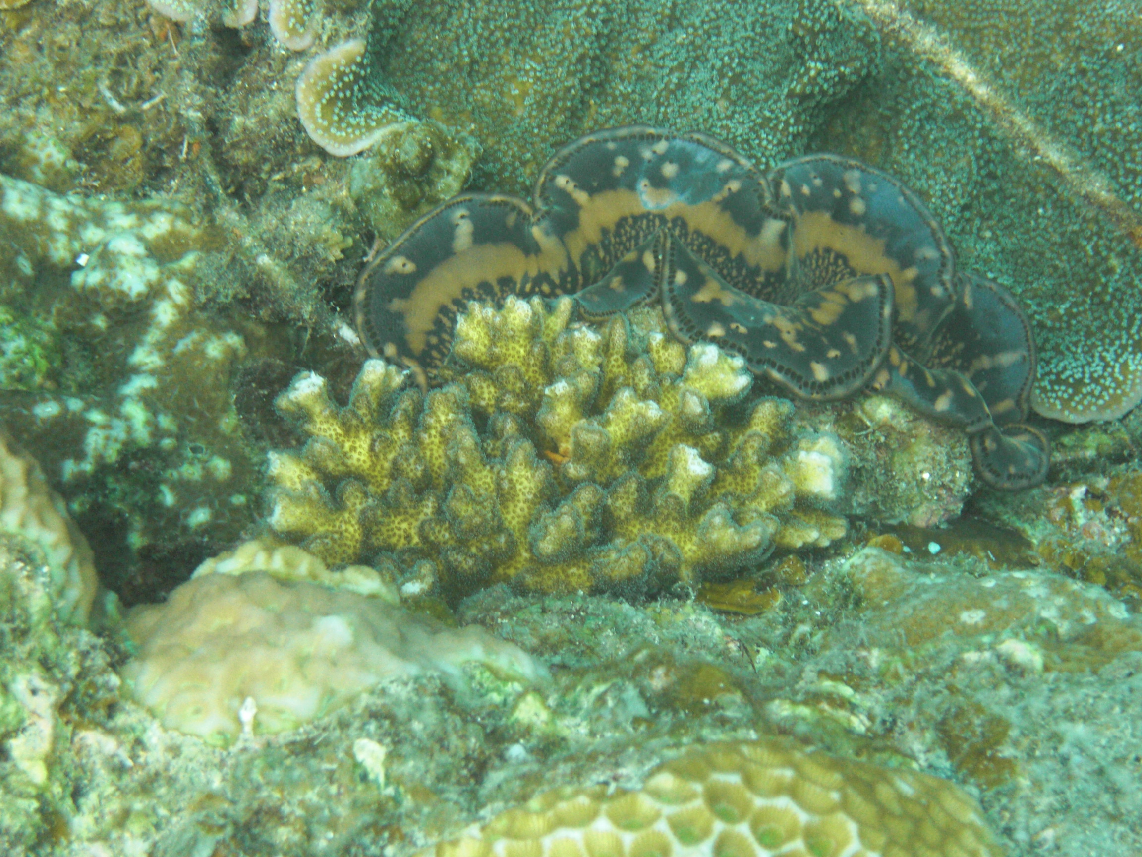 itda Asia South East Coral