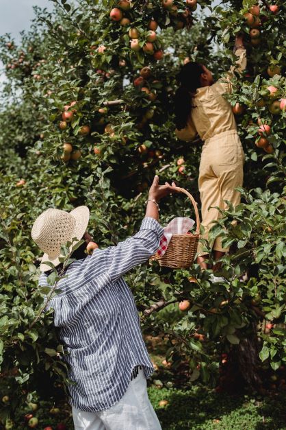 Women picking apples at apple orchard