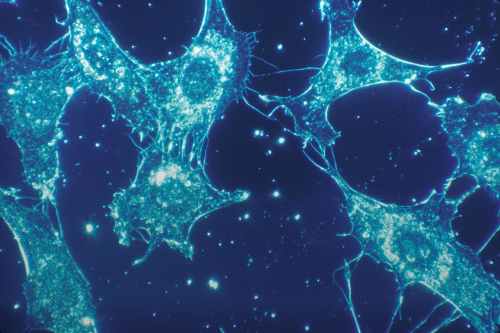 tissues neuroscience