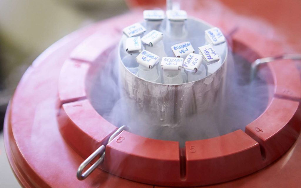 cryopreservation cells