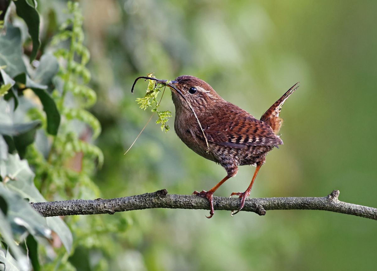 WREN (Troglodytes troglodytes) - songbird factfile