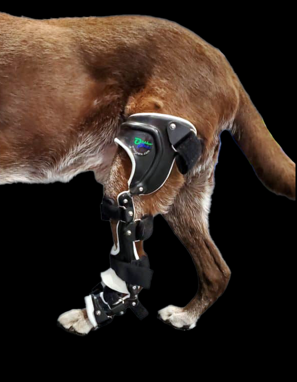 knee brace on a dog