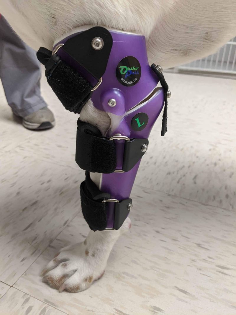Support Your Pet With Elbow Brace For Dogs Limp OrthoPets