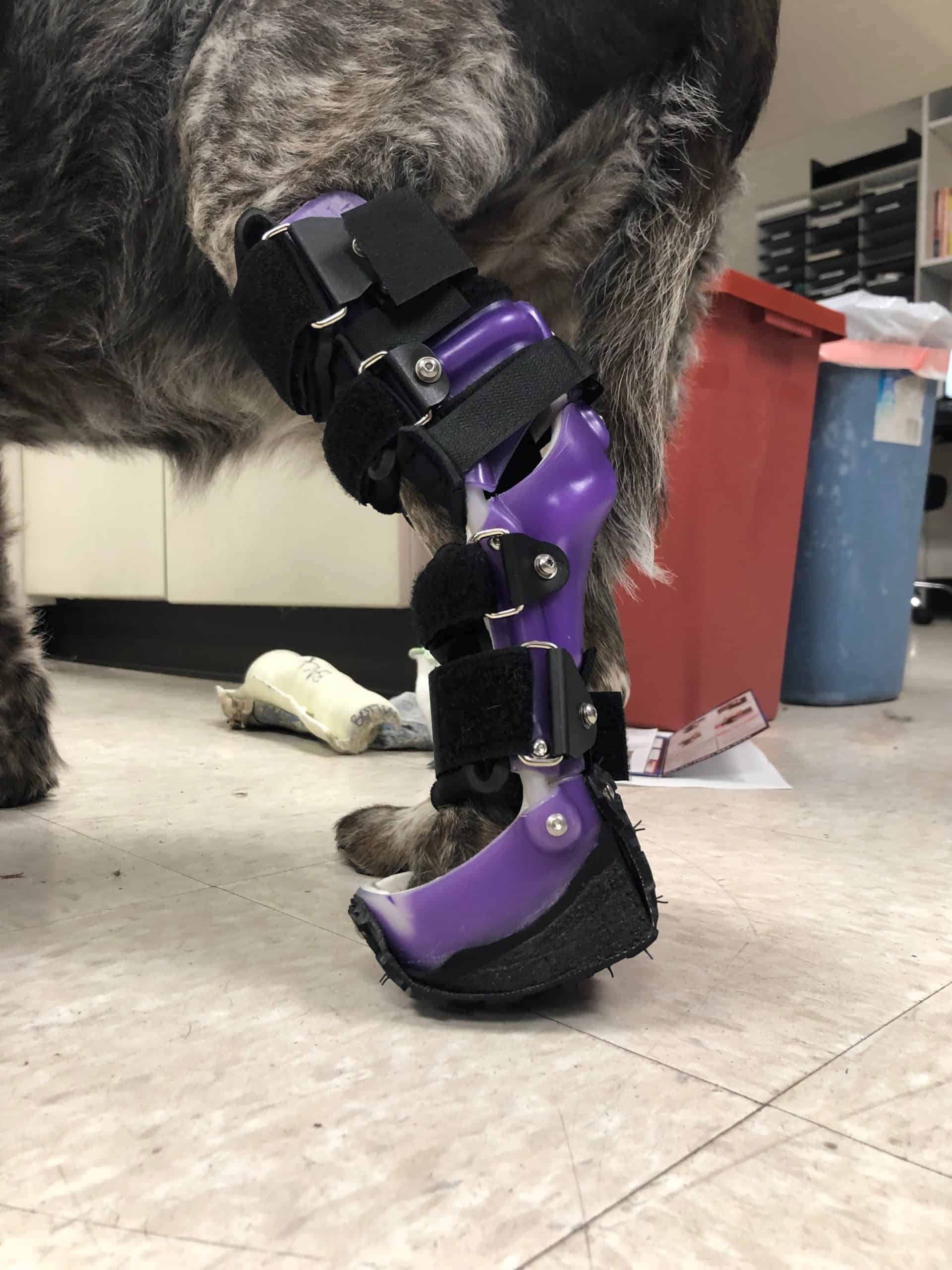 Zeke And His OrthoPets Tarsus Brace Dog Back Leg Ankle Brace 