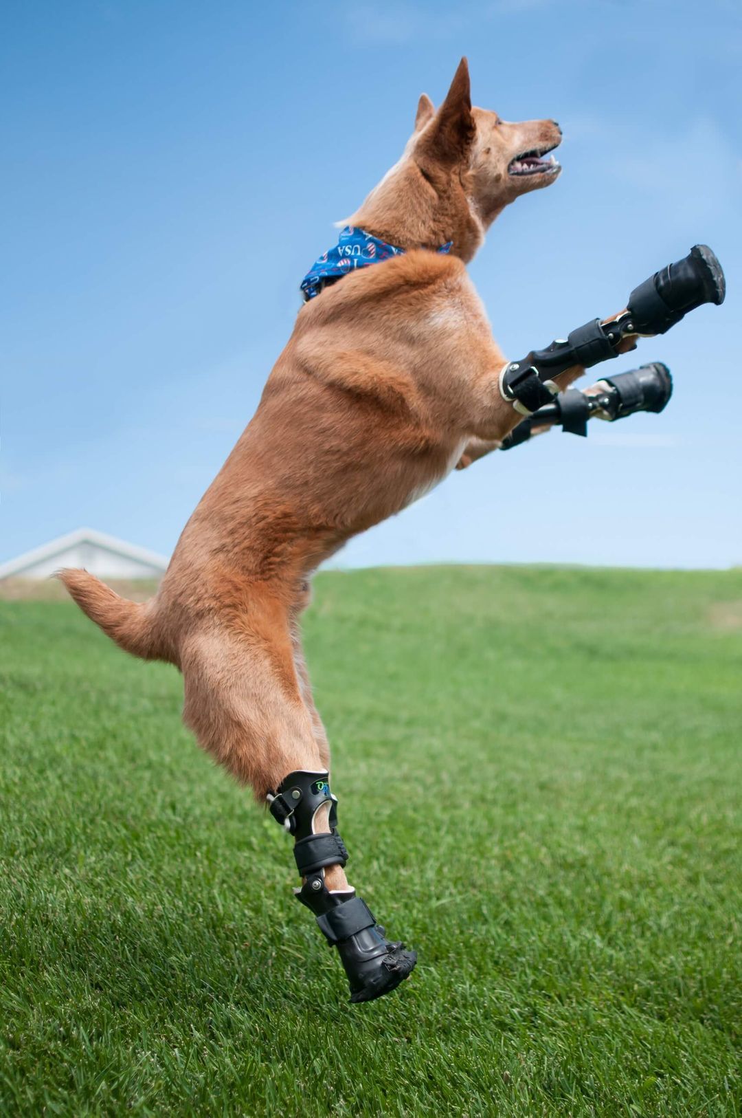 Help Your Pet Prosthetics For Dogs Back Legs Dog Brace For Back Leg