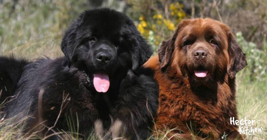 Grands chiens découvrez les races majestueuses et leurs caractéristiques uniques
