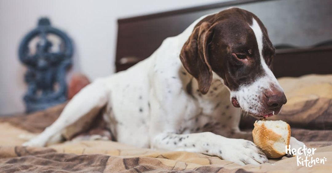 Peuton donner du pain à son chien ? Hector Kitchen Hector Kitchen