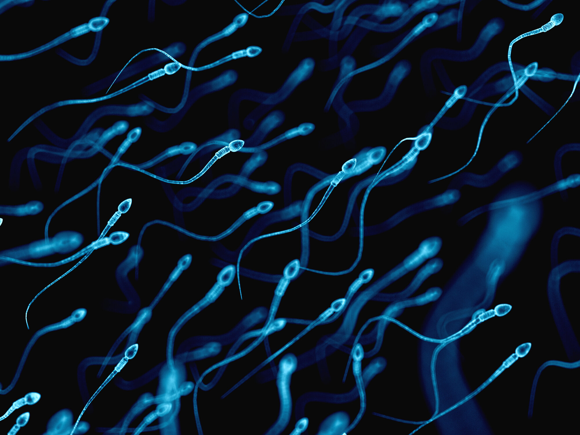 Dr. Cohen on CNN: Sperm count not harmed by Covid-19 vaccine