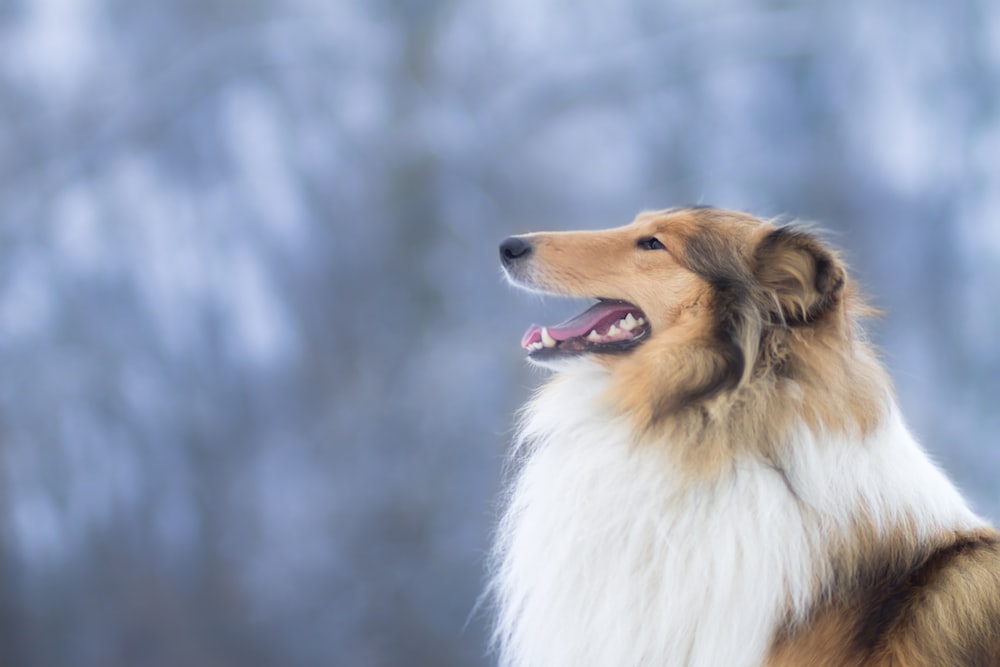 13 Best Dogs For Autism Best Breeds