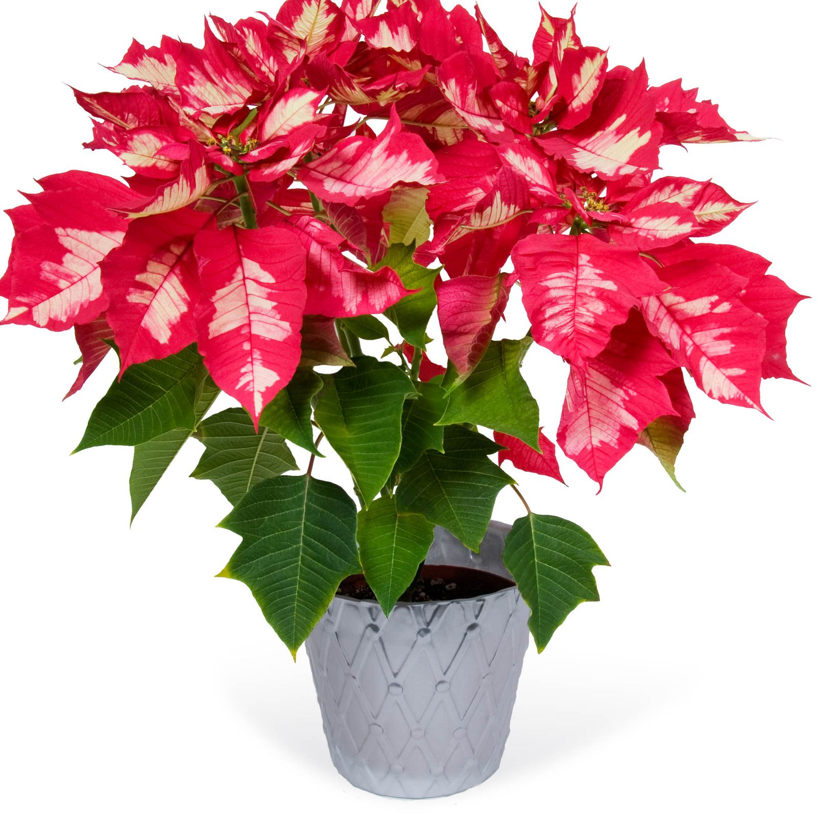 Pot Covers and Over Pots from A·ROO Company
