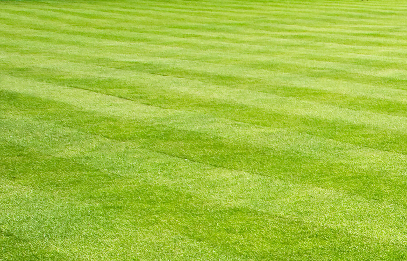 Applying Weed Control To Warm Season Grass Canopy Lawn Care