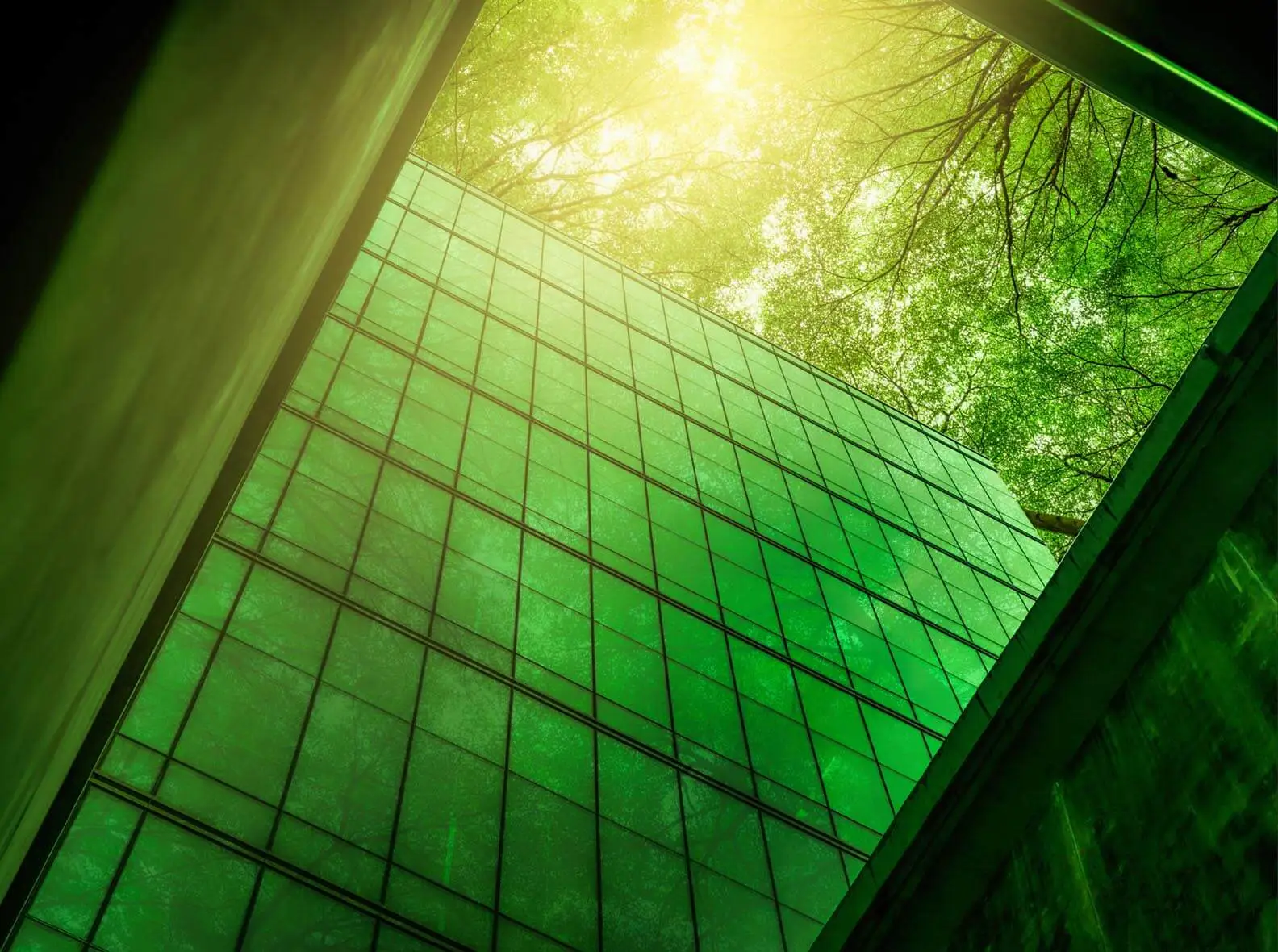 A building window in a lush green forest