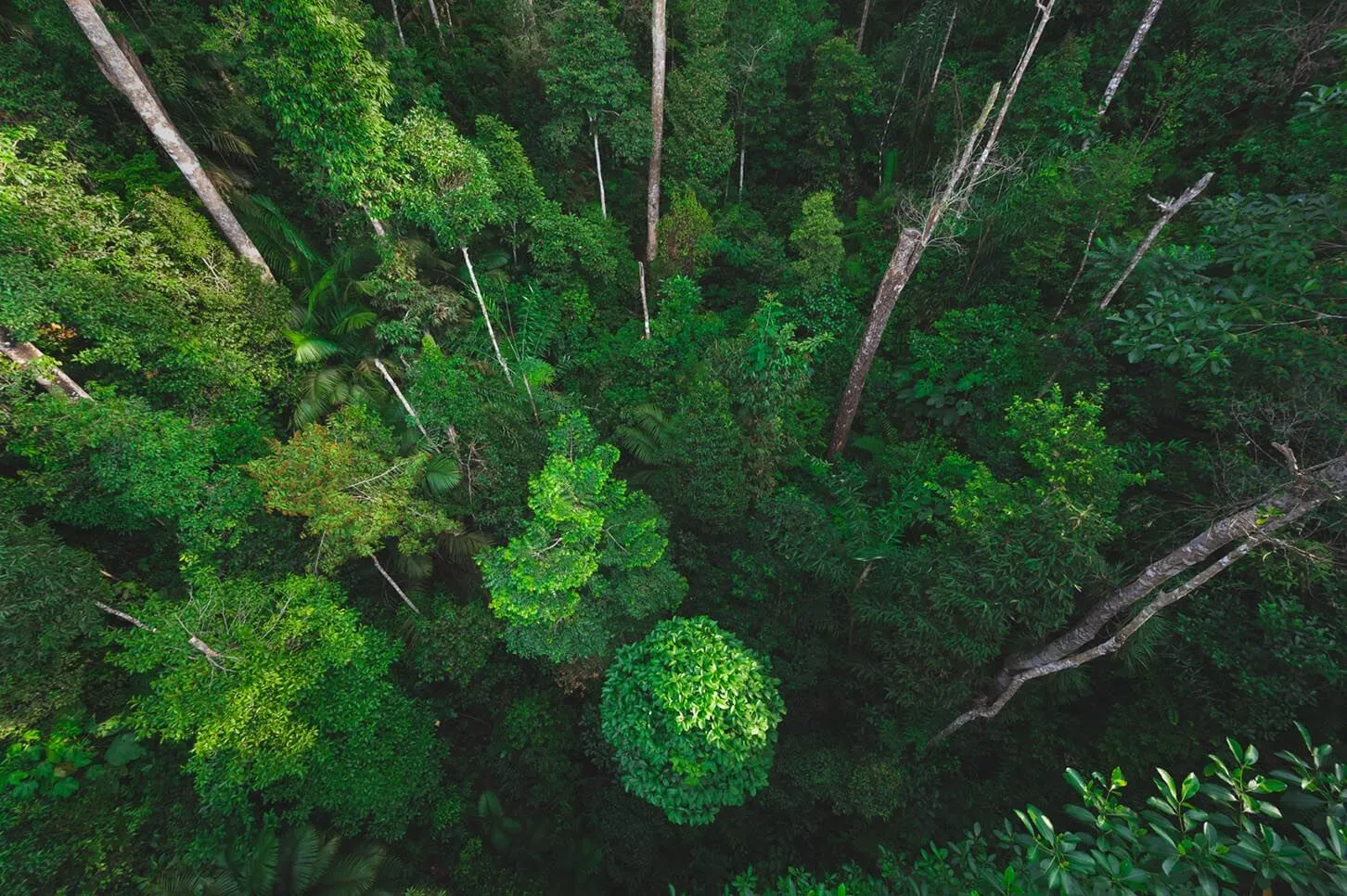 A lush green forest