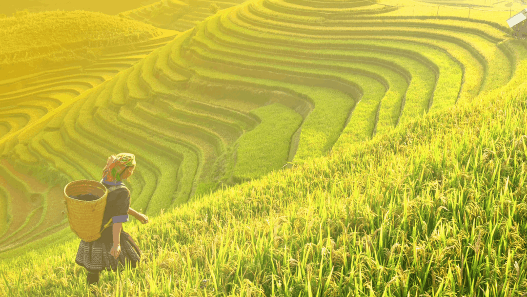 What is Crypto Yield Farming and How it Works?