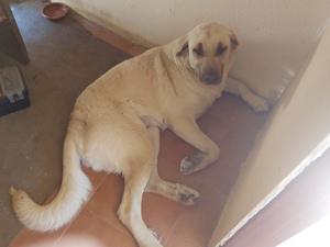 Valeria