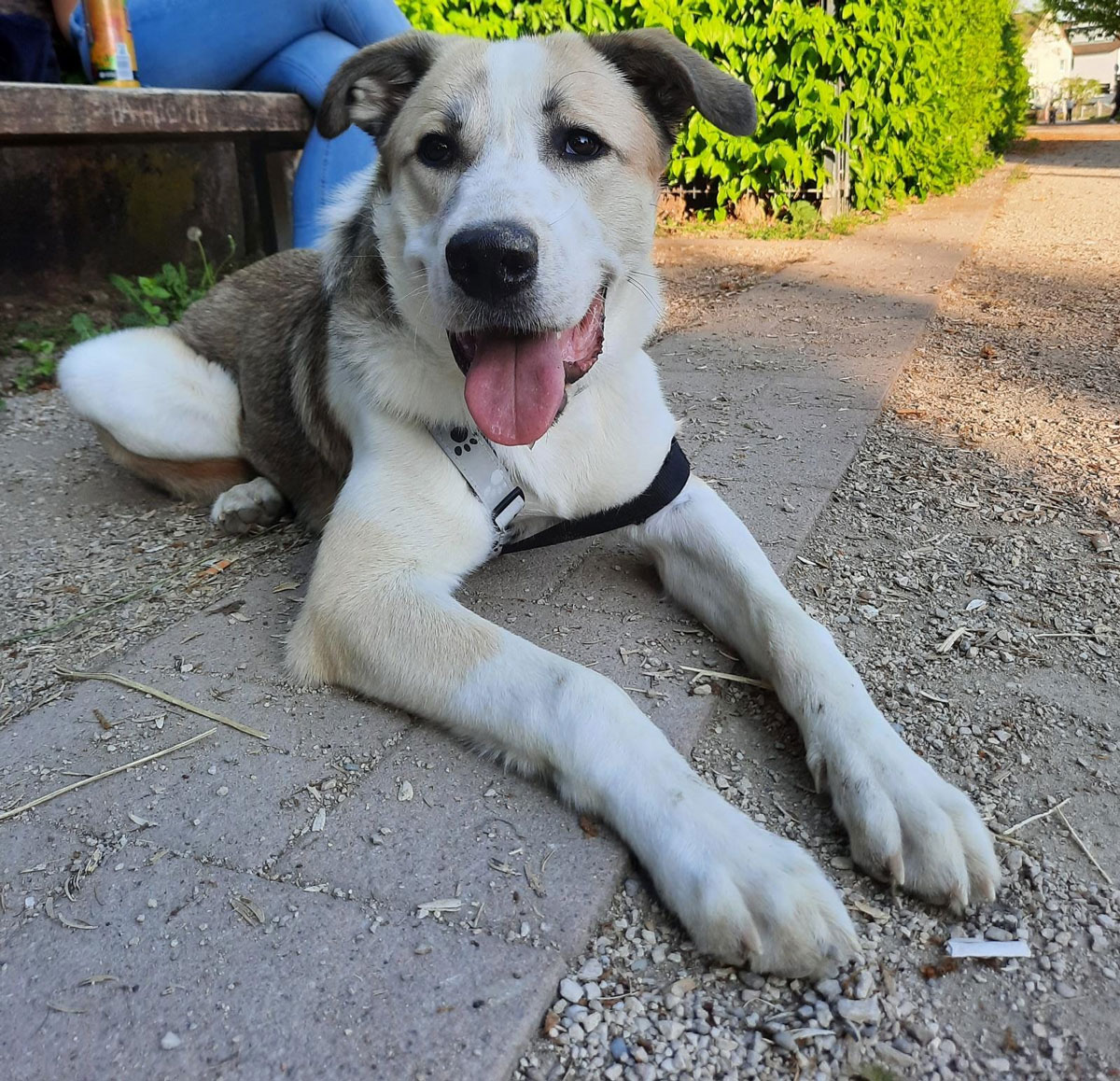 Chico Vermittlungsportal der Hilfe für HSH e.V.