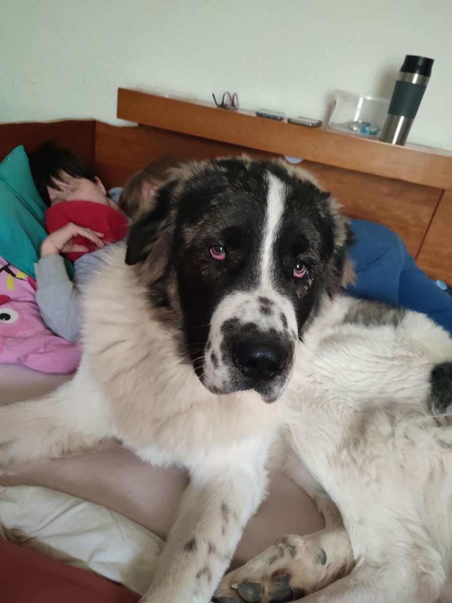Mogli